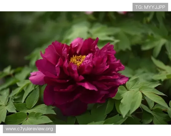 牡丹国际娱乐场：便捷的支付方式支持多种资金快速存取与提现操作